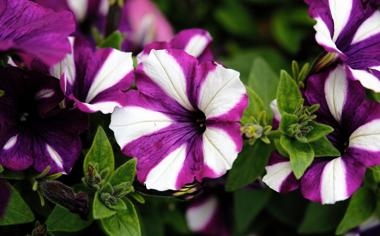 贺国强队录像 斯诺克威尔士公开赛资格赛 对战vs齐津斯队回放 2026年01月11日 09:41:10比赛视频完整直播回看