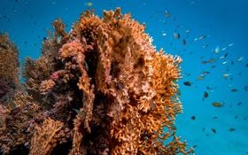 克雷莫内塞队录像 意甲第19轮 对战vs卡利亚里队回放 2026年01月09日 01:30比赛视频完整直播回看