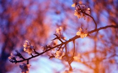 郑思维/黄雅琼队录像 日本羽毛球公开赛混双 对战vs苏帕克/苏皮萨拉队回放 2022年09月01日 11:34:25比赛视频完整直播回看