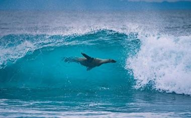 科隆队录像 德甲第2轮 对战vs沃尔夫斯堡队回放 2023年08月26日 21:30比赛视频完整直播回看