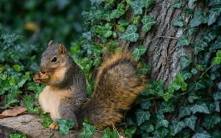 普吉：美职联水平很高，希望帮助球队夺冠并当选最佳球员