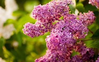 猛龙队录像 NBA常规赛 对战vs凯尔特人队回放 2023年11月12日 08:00比赛视频完整直播回看