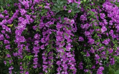 曼联队录像 足总杯第3轮 对战vs布莱顿队回放 2026年01月12日 00:30比赛视频完整直播回看