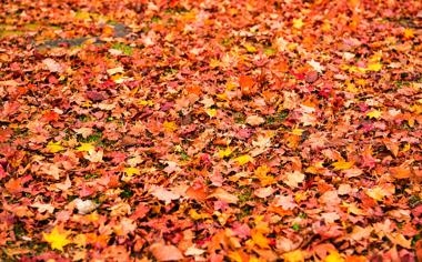 马克-艾伦队录像 斯诺克武汉公开赛1/8决赛 对战vs利索夫斯基队回放 2023年10月12日 23:44:26比赛视频完整直播回看