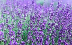 米兰vs巴萨 米兰vs巴萨篮球比分