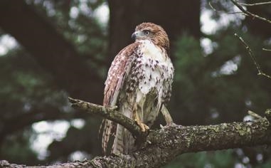 不在伤病名单中！罗伯特-威廉姆斯：不知道今天有无出场时间限制