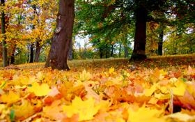 利夫的表现 证明北京选择外援时的正确判断 丘天让球队内线很放心