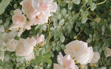 此前缺战34场！Haynes：克莱伯预计将在未来几场比赛中复出