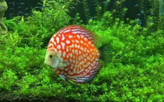 布雷斯特比赛 2026年01月05日 00:15 法甲第17轮直播录像 对决欧塞尔视频