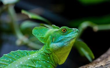 利雅得新月队录像 阿拉冠决赛 对战vs利雅得胜利队回放 2023年08月12日 23:00比赛视频完整直播回看