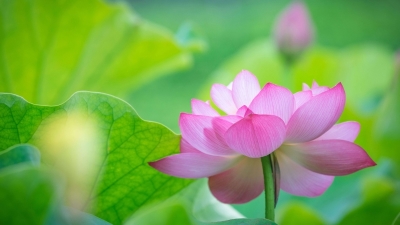 多米尼加男篮队录像 男篮世界杯16强复赛 对战vs塞尔维亚男篮队回放 2023年09月03日 20:00比赛视频完整直播回看