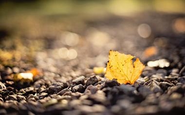 本菲卡比赛 2026年01月08日 03:45 葡联杯半决赛直播录像 对决布拉加视频