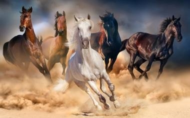 高尔夫选手：马修 沃尔夫 和大卫 普伊格在空位赛中并列领先