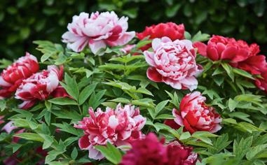 Tundra队录像 TI11国际邀请赛淘汰赛 对战vsOG队回放 2022年10月21日 10:00比赛视频完整直播回看