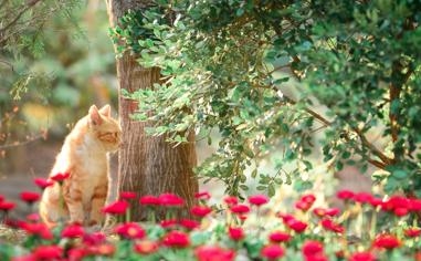 国米门前险象环生，博洛尼亚两连击&中框，奥纳纳封堵化险为夷