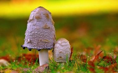 肖恩-墨菲队录像 斯诺克北爱尔兰公开赛第2轮 对战vs肖恩-奥沙利文队回放 2023年10月26日 09:18:02比赛视频完整直播回看