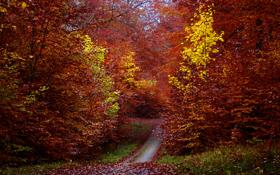 肯萨斯竞技队录像 美职业 对战vs明尼苏达联队回放 2021年09月16日 22:21比赛视频完整直播回看